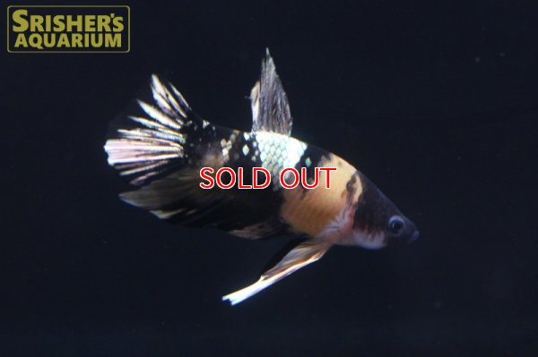 画像5: ベタ　ハーフムーンプラガット　オス 