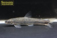 アパレイオドン　マクリシー