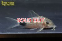 コリドラス　マツザカエ