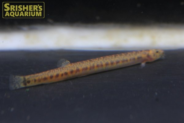 画像3: サンダークーリーローチ