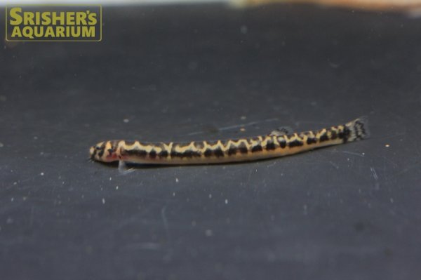 画像4: サンダークーリーローチ