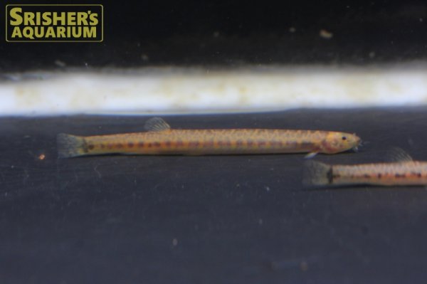 画像1: サンダークーリーローチ