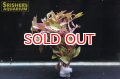 水草 アルターレッド（５本）