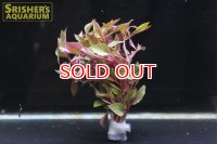 水草 アルターレッド（５本）