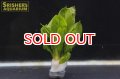水草 キューピーアマゾン（１本）