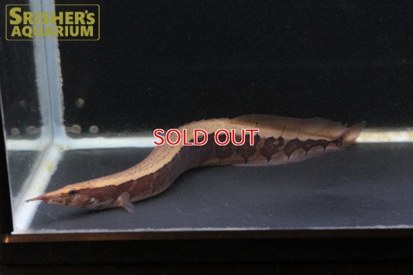 画像4: ボルネオジャイアントパイソンスパイニーイール