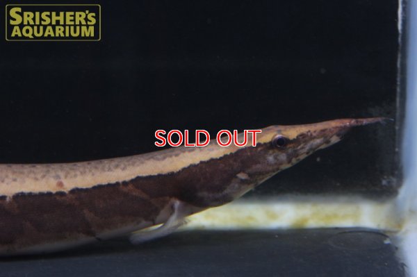 画像5: ボルネオジャイアントパイソンスパイニーイール