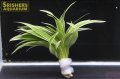 観葉植物 オリヅルラン (鉛巻)