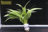 観葉植物 オリヅルラン (鉛巻)
