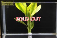 観葉植物 ドラセナ イエロー (鉛巻)