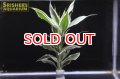 観葉植物 ドラセナ ホワイト (鉛巻)