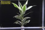 観葉植物 ドラセナ ホワイト (鉛巻)