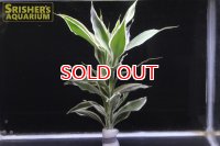 観葉植物 ドラセナ ホワイト (鉛巻)