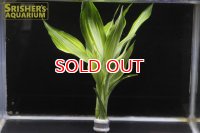 観葉植物 ドラセナ ストライプ (鉛巻)