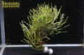 水草 オランダプラント ５本
