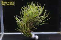 水草 オランダプラント ５本