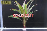 観葉植物 ドラセナ レッド (鉛巻)