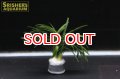 観葉植物 オピオポゴン京都ドワーフ (鉛巻)