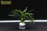 観葉植物 オピオポゴン京都ドワーフ (鉛巻)