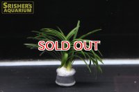 観葉植物 オピオポゴン京都ドワーフ (鉛巻)