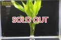 観葉植物 ドラセナ グリーン (鉛巻)