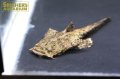 チャカ チャカ