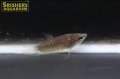 クローキンググラミー