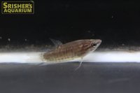 クローキンググラミー