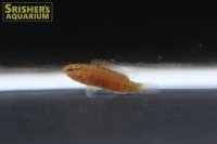 クリムゾンスポッテッドバジス