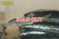 ベトナムハス