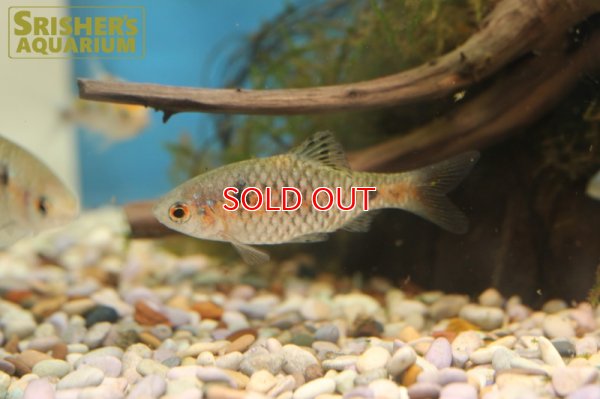 画像3: オデッサバルブ WILD