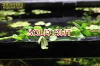 水草 ボルネオ　リンデルニア（１本）