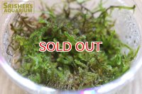 水草 国産ヒメハイゴケ(Mカップ)