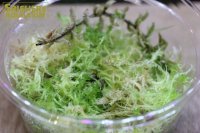 水草 国産 生ミズゴケ(Mカップ)