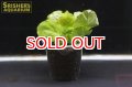 水草 カルダミネ リラタSP.ベトナム（１本）