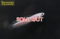 プラチナコウタイ（七星魚）