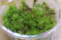 水草 国産カモジゴケ(Mカップ)