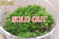 水草 国産アラハゴケ(Mカップ)