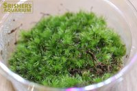 水草 国産アラハゴケ(Mカップ)