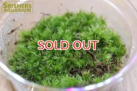 水草 国産アラハゴケ(Mカップ)