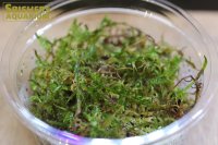 水草 国産ツヤゴケ(Mカップ)