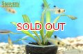 水草 エキノドルス　アフリカヌス（１本）