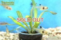 水草 エキノドルス　アフリカヌス（１本）