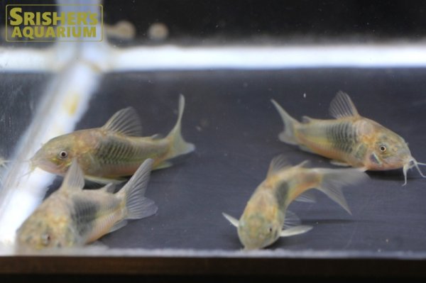 画像5: コリドラス アエネウス　WILD　コロンビア