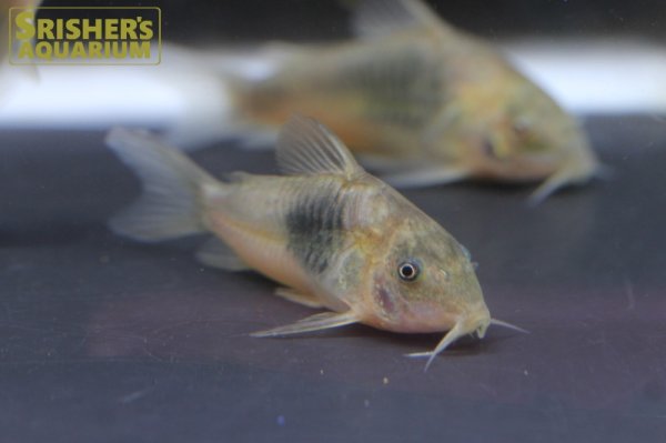 画像3: コリドラス アエネウス　WILD　コロンビア