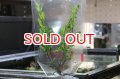 水草 国産ボルビディス ヒュデロッティ (袋入り)