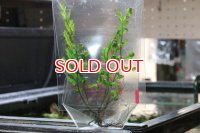 水草 国産ボルビディス ヒュデロッティ (袋入り)
