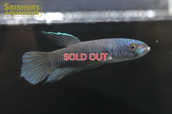 画像4: ワイルドベタ アントゥタ WILD（ペア）