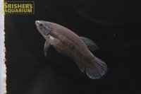 ワイルドベタ スマラグディナ