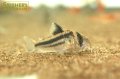 コリドラス　ブロードバンドアクセルロディ